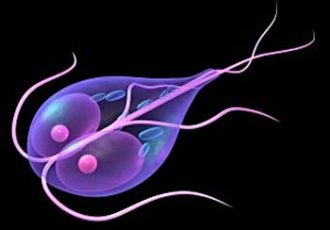 Parasiten, Würmer, Candida, Parasitenkur, Parasitenreinigung, Wurmkur bei Menschen, Hefepilz, Reinigung von innen, Burn Out, Burn Out Symptome, Zuckerunverträglichkeit, Nahrungsmittelunverträglichkeit